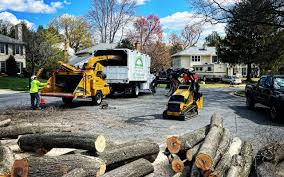 How Our Tree Care Process Works  in  Culloden, WV