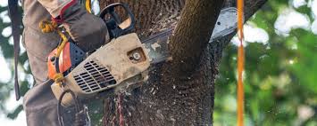 Best Tree Disease Treatment  in Culloden, WV