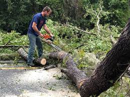 Best Stump Grinding and Removal  in Culloden, WV