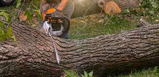 Best Tree Preservation Services  in Culloden, WV