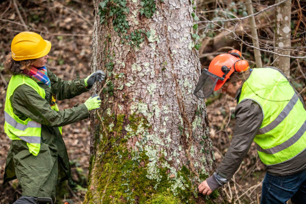  Culloden, WV Tree Removal Services Pros