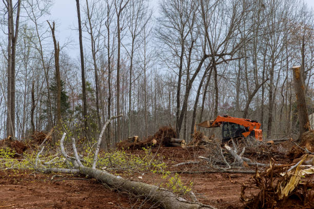 Best Tree Removal  in Culloden, WV