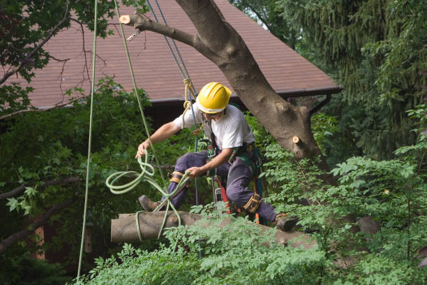 Culloden, WV Tree Removal Services Company